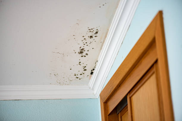 Best Home Mold Removal  in Washington, IA