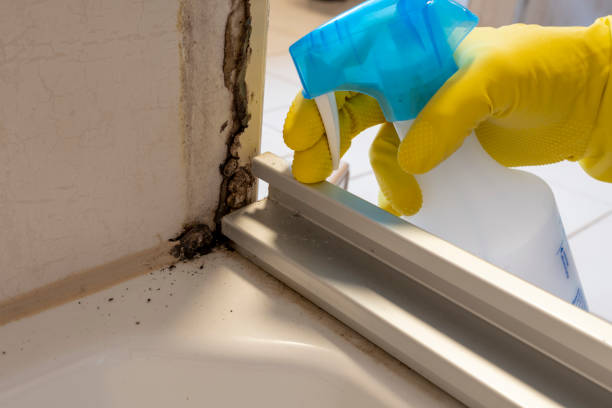 Best Mold Removal Company Near Me  in Washington, IA