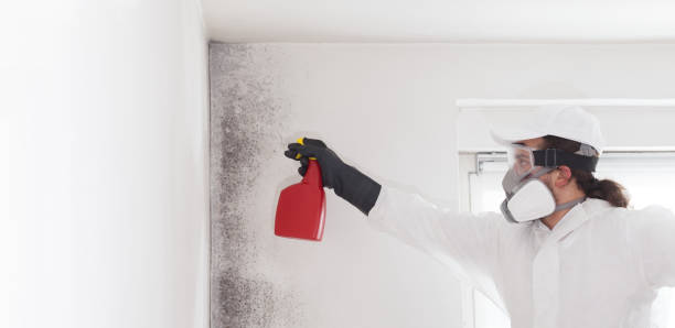 Best Commercial Mold Removal  in Washington, IA