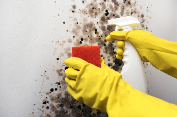 Best Home Mold Removal  in Washington, IA