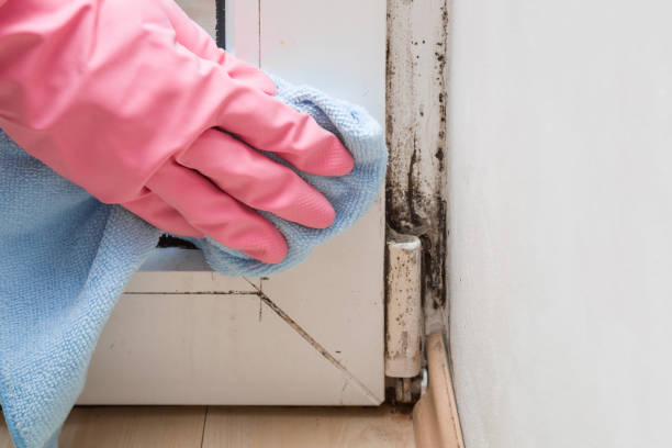 Best Fast Mold Removal  in Washington, IA